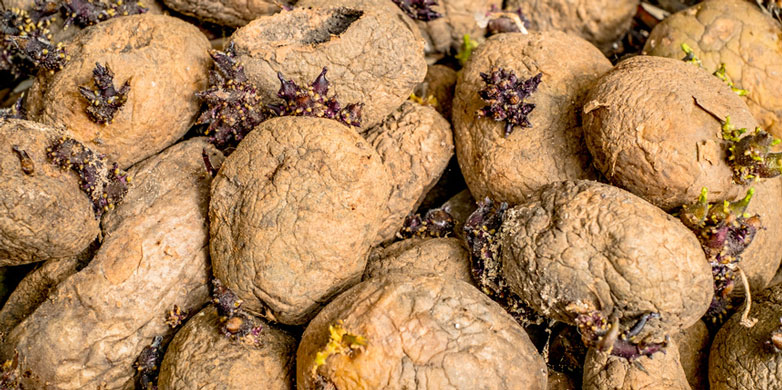 Weniger Verschwendung von Schweizer Kartoffeln | ETH Zürich