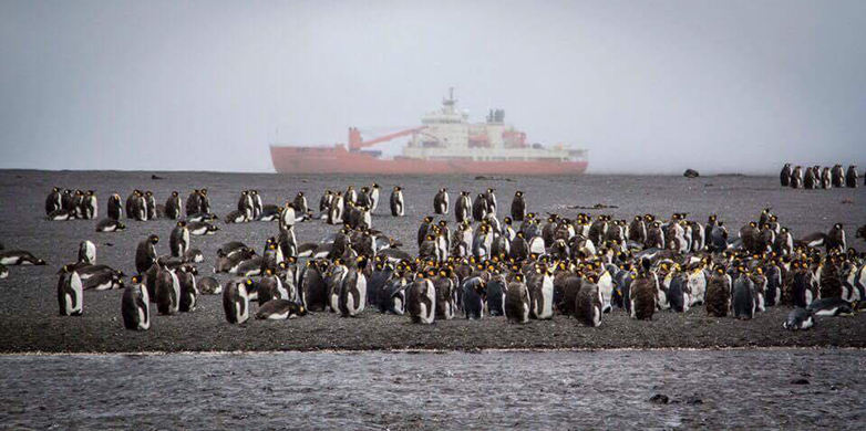 Vergrösserte Ansicht: Pinguine auf der Île de la Possession, im Hintergrund das Forschungsschiff «Akademik Treshnikov».