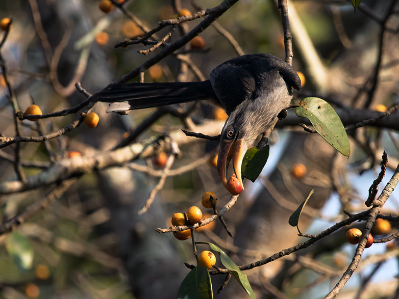 Vergrösserte Ansicht: Der Malabartoko, ein Nashornvogel, frisst Früchte 