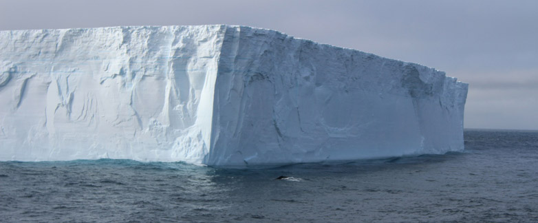 Vergrösserte Ansicht: Ein Wal (Bildmitte) taucht vor einem Eisberg ab. 
