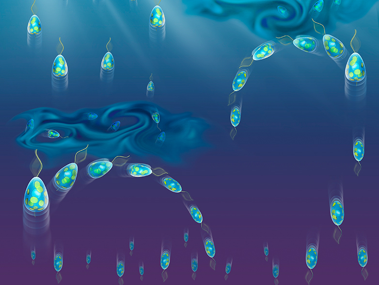 Phytoplankton ändert Schwimmrichtung