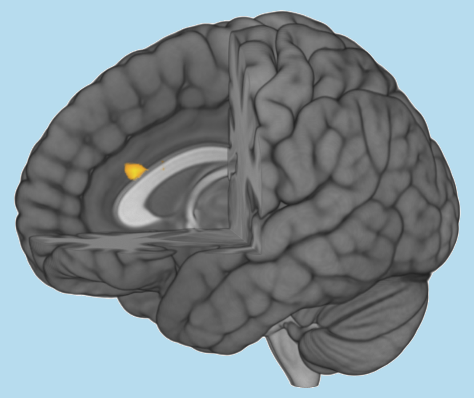 Gehirn Cingulum anteriore