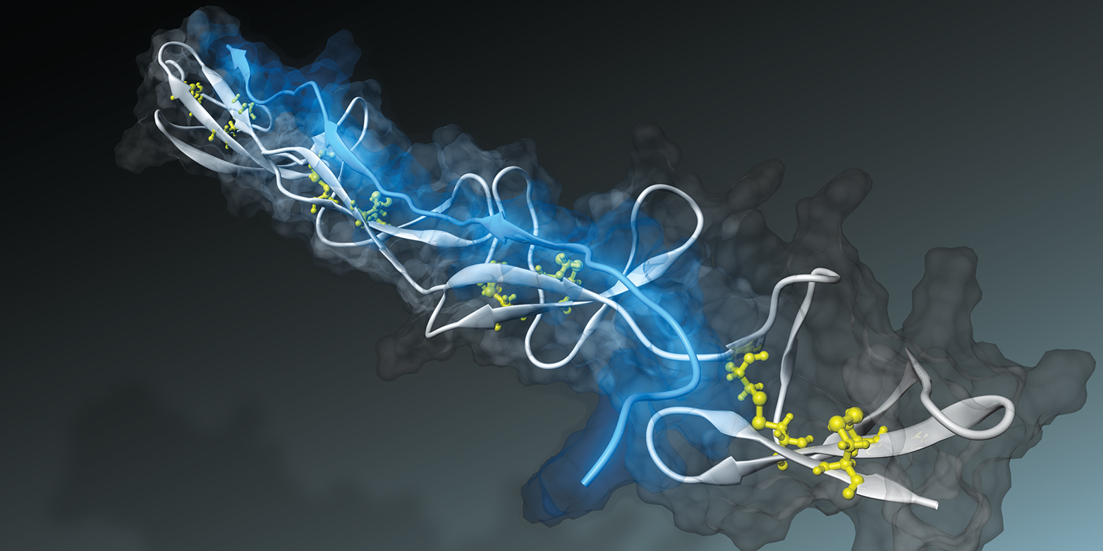 Vergrösserte Ansicht: Das bakterielle Peptid (blau) lagert sich über mehrere Bindungsstellen hinweg an ein Fibronektin-Molekül (weiss) an. (Bild: Samuel Hertig)