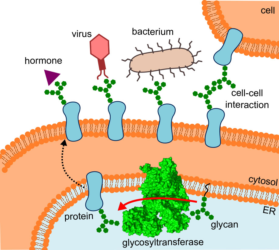 Vergrösserte Ansicht: Das Schema zeigt, wo die Glykosyltransferase sitzt, welchen Weg die veränderten Proteine nehmen und welche Interaktionen sie eingehen. (Schema: R.Wild / ETH Zürich)