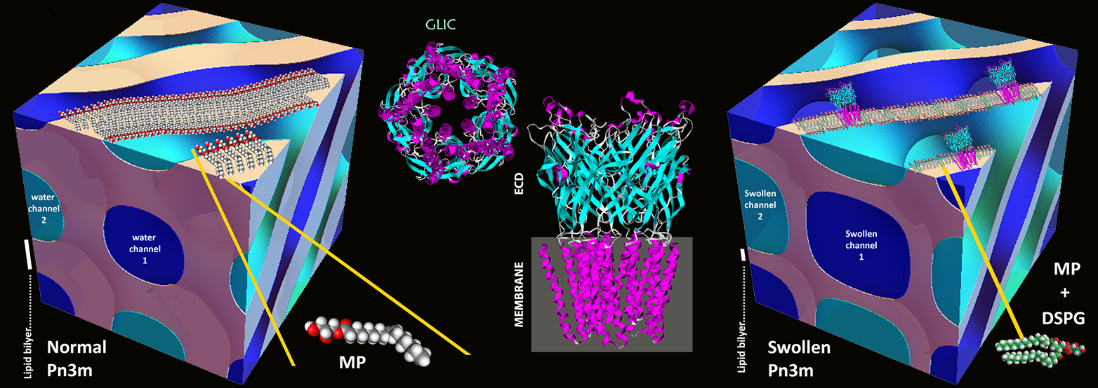 Vergrösserte Ansicht: Die Wasserkanäle (blau) bisheriger Lipid-Mesophasen (l.) sind zu eng, um grosse Membranproteine zu kristallisieren. Gibt man elektrisch geladene Lipide (DSPG) in die Lipid-Wasser-Mischung, schwellen die Kanäle stark an (r.), sodass sich Proteine wie GLIC mit grossen &quot;wasserliebenden&quot; Bereichen (mittlere Grafiken) kristallisieren lassen. (aus Zabara A et al, Nat.Comm., 2018)