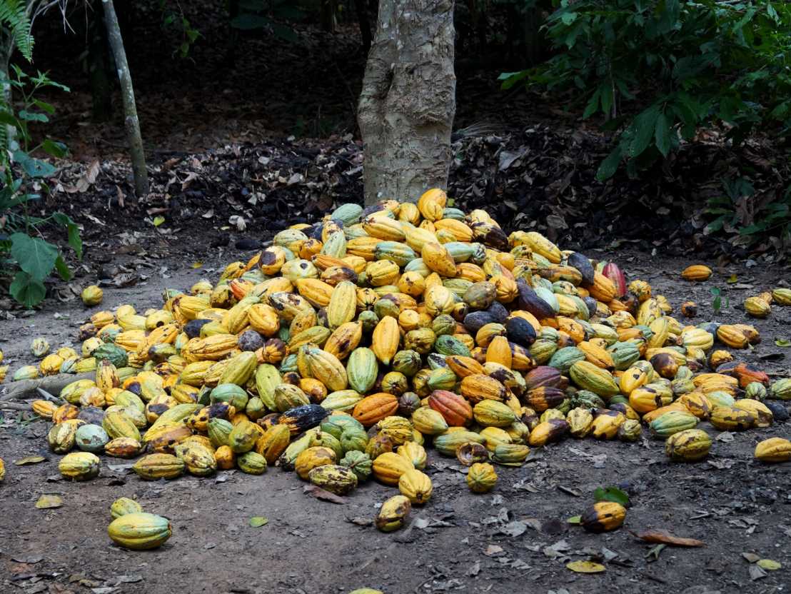 Vergrösserte Ansicht: Geerntete Kakaofrüchte.