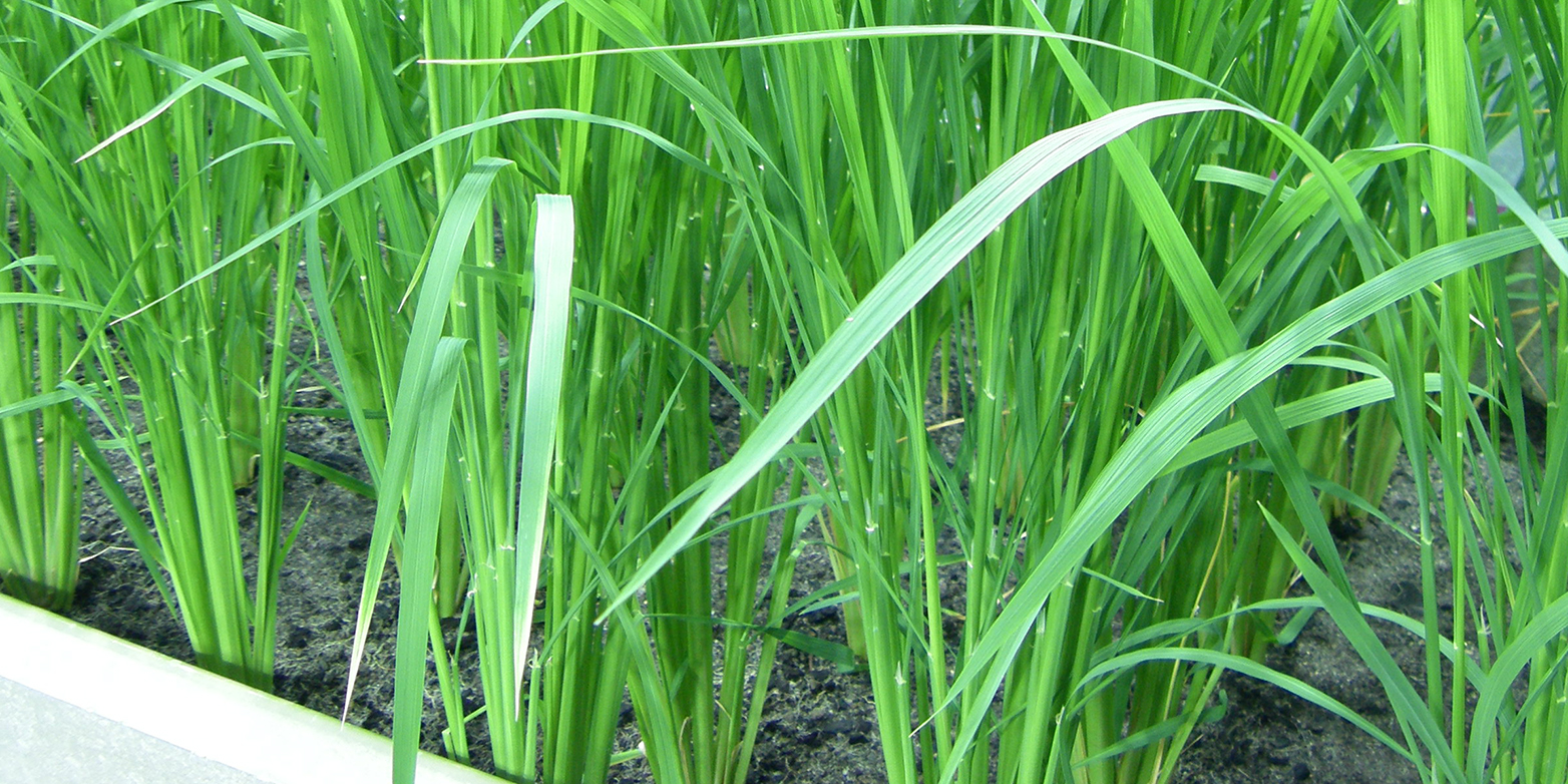 Im Gewächshaus reicherte der genveränderte Reis ausreichende Mengen an Eisen und Zink in den Körnern an. (Bild: Navreet Bhullar / ETH Zürich)