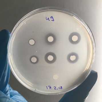 Durch Antibiotika hervorgerufene Hemmhöfe in einem Bakterienrasen (Bild: Eric J.N. Helfrich, ETH Zürich)
