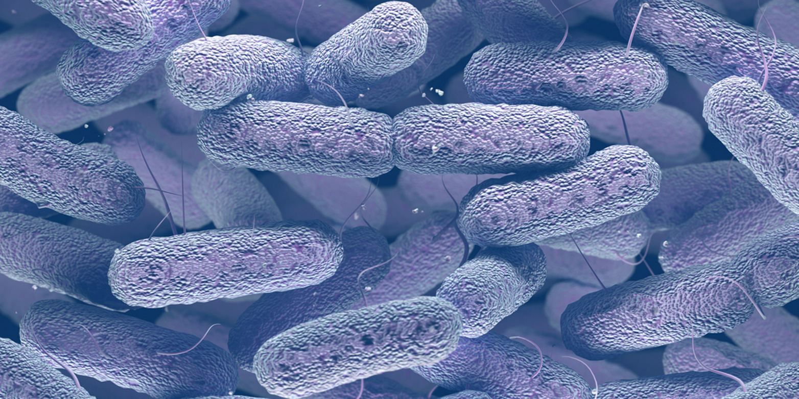 Im Darmbakterium <i>Escherichia coli </i>steuert ein einzelnes Protein, ob sich die Zellen nach Hungerphasen erstmals wieder teilen. (Bild: iStock)