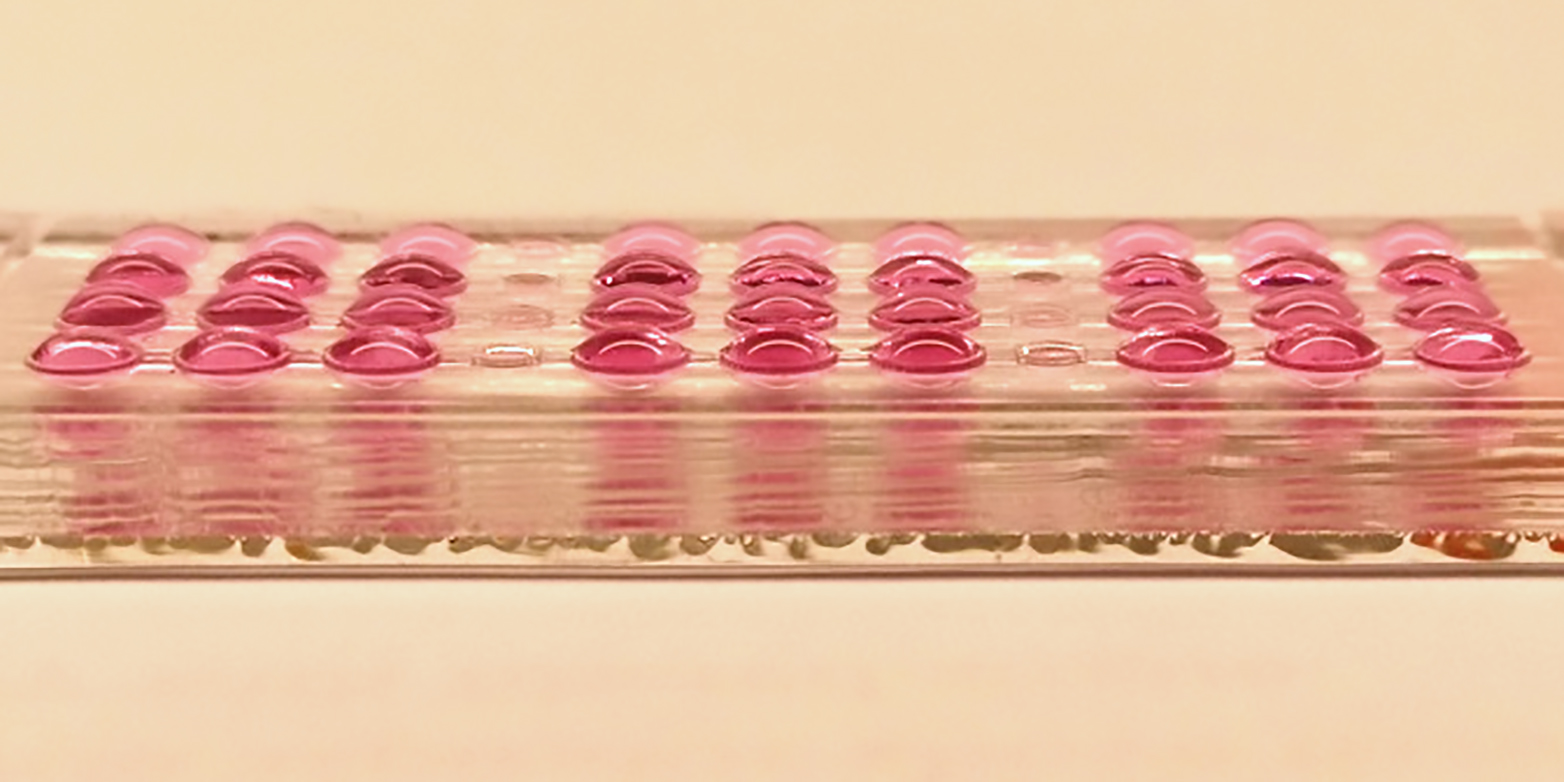 Ein Chip mit vier Reihen des neuen Embryotoxizitätstests. (Bild: ETH Zürich / Julia Boos)