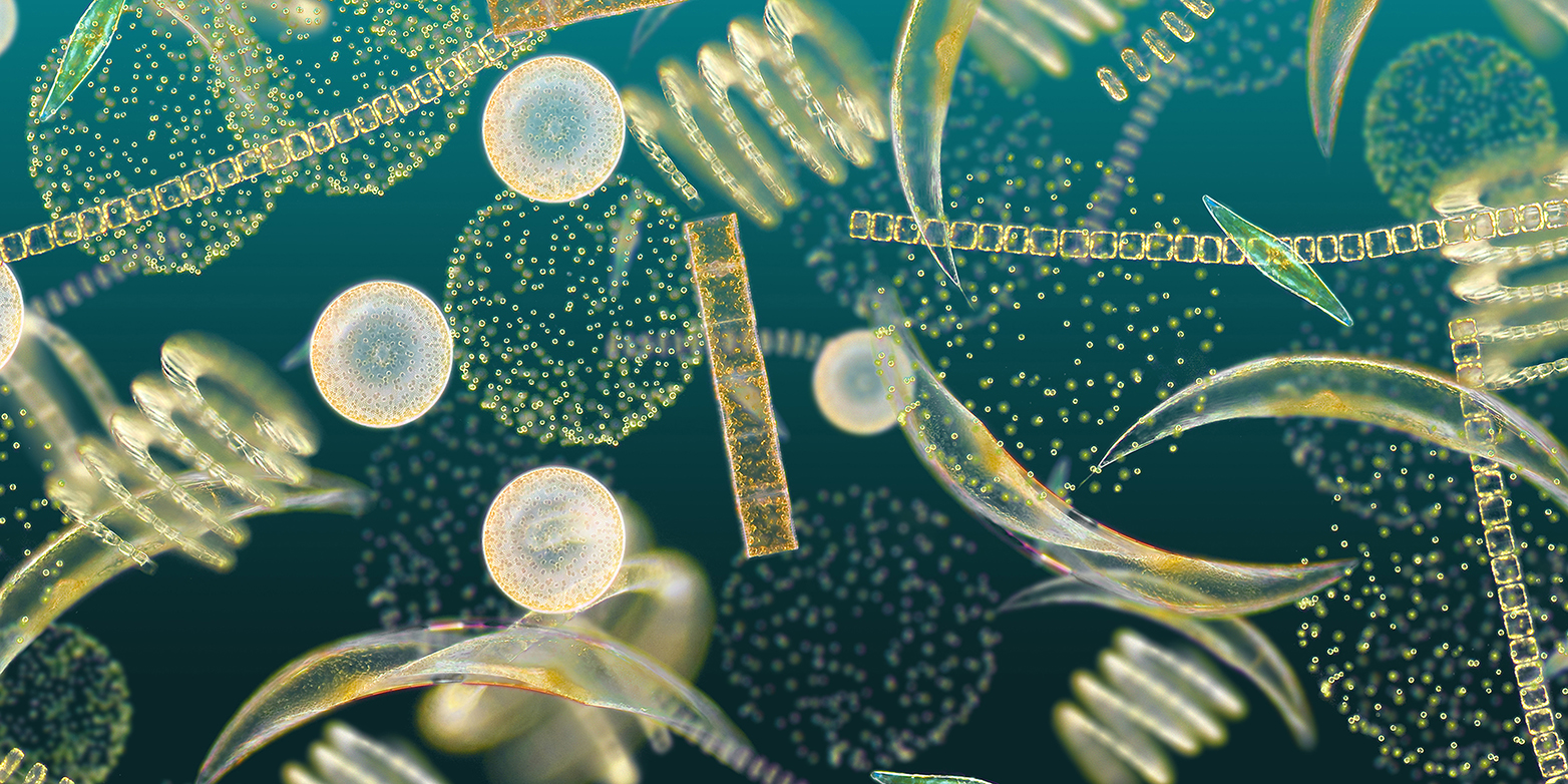 Pflanzliches Plankton weist eine erstaunliche Formen- und Artenvielfalt auf. (Bild:&nbsp; www.secchidisk.org)