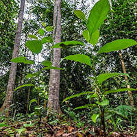 Renaturierter Wald auf Sabah