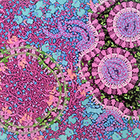 Coronavirus entering a cell (Grafik: David Goodsell)