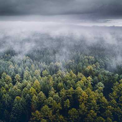 Wald von oben mit Nebel