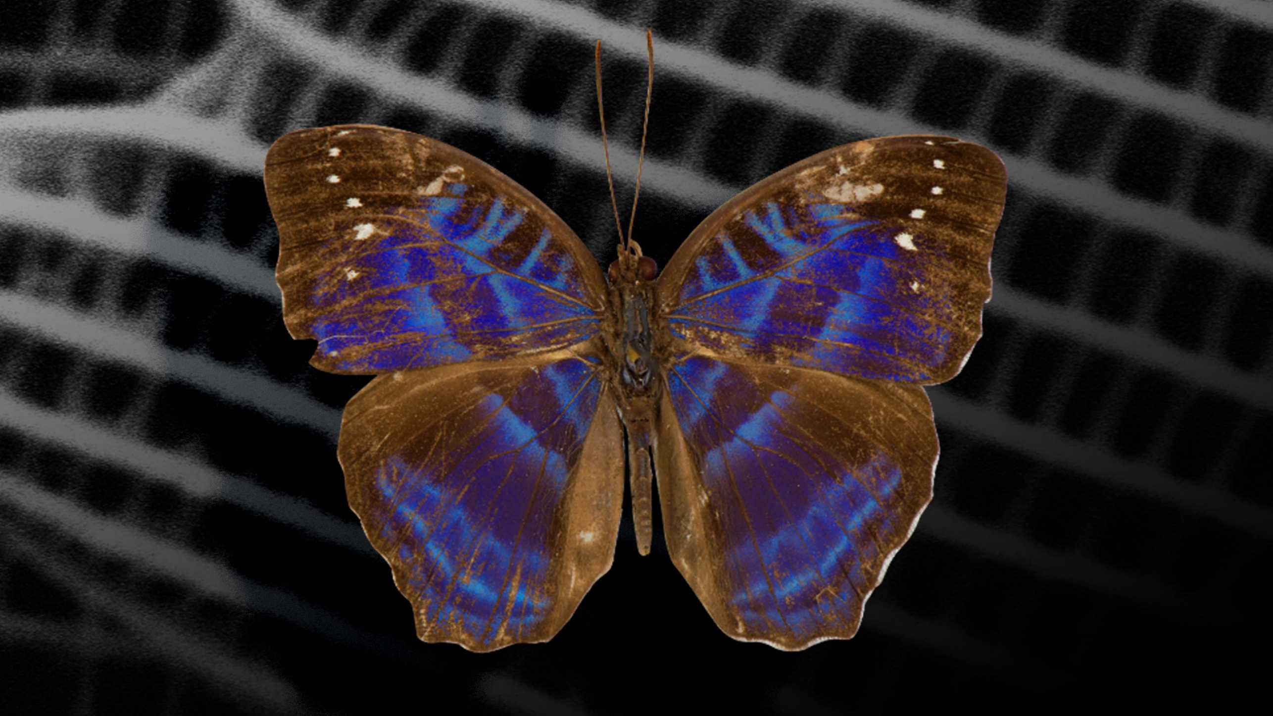 Visualisierung Schmetterling Cynandra opis mit 3D-gedruckten Farben