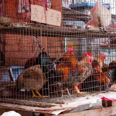 Bild von einem Markt in China, bei dem Hühner eng eingepfärcht ein Käfigen sitzen.
