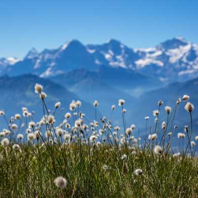 Wiese mit Wollgräsern, im Hintergrund Aussicht auf eine Bergkette