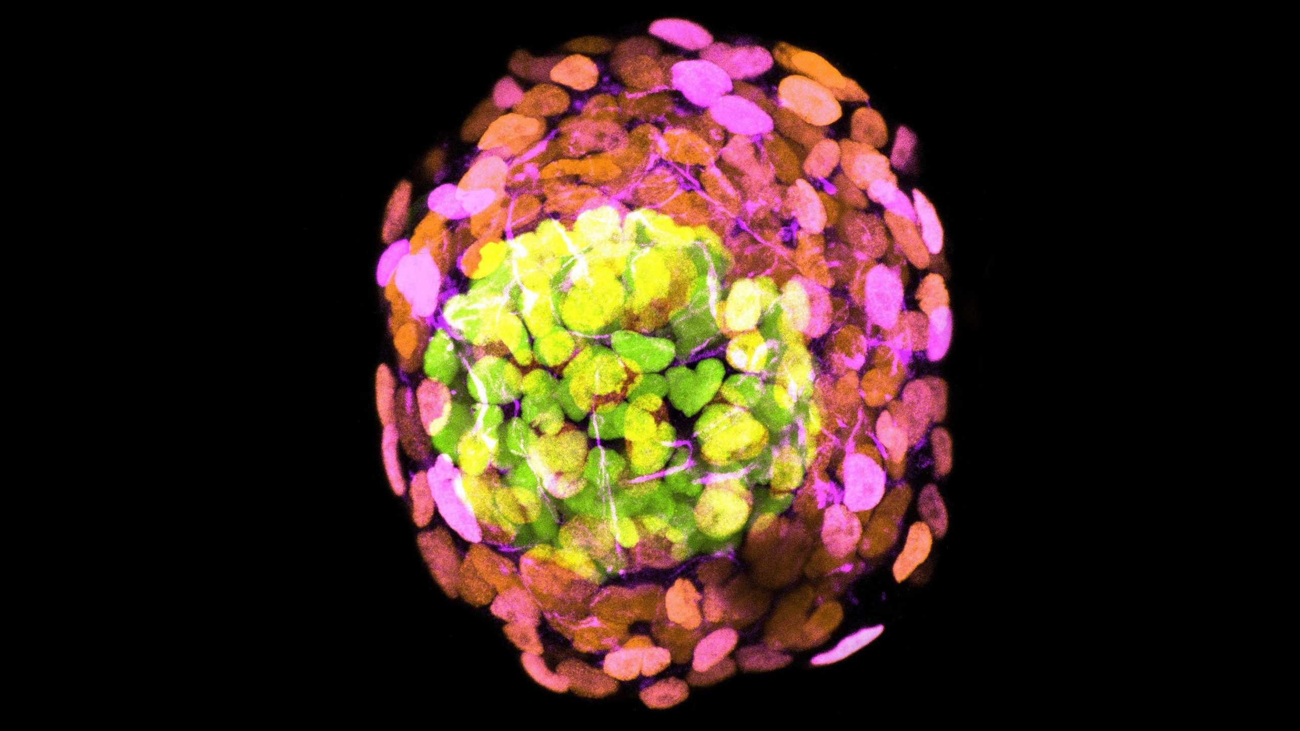 Darstellung des humanen Embryomodells