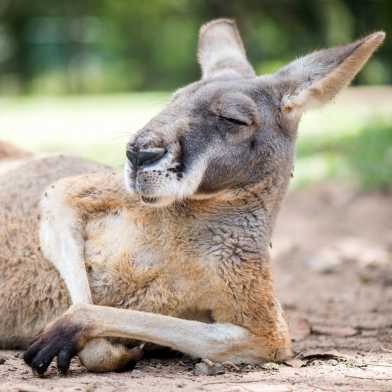 Känguru mit halb geschlossenen Augen in der Sonne liegend