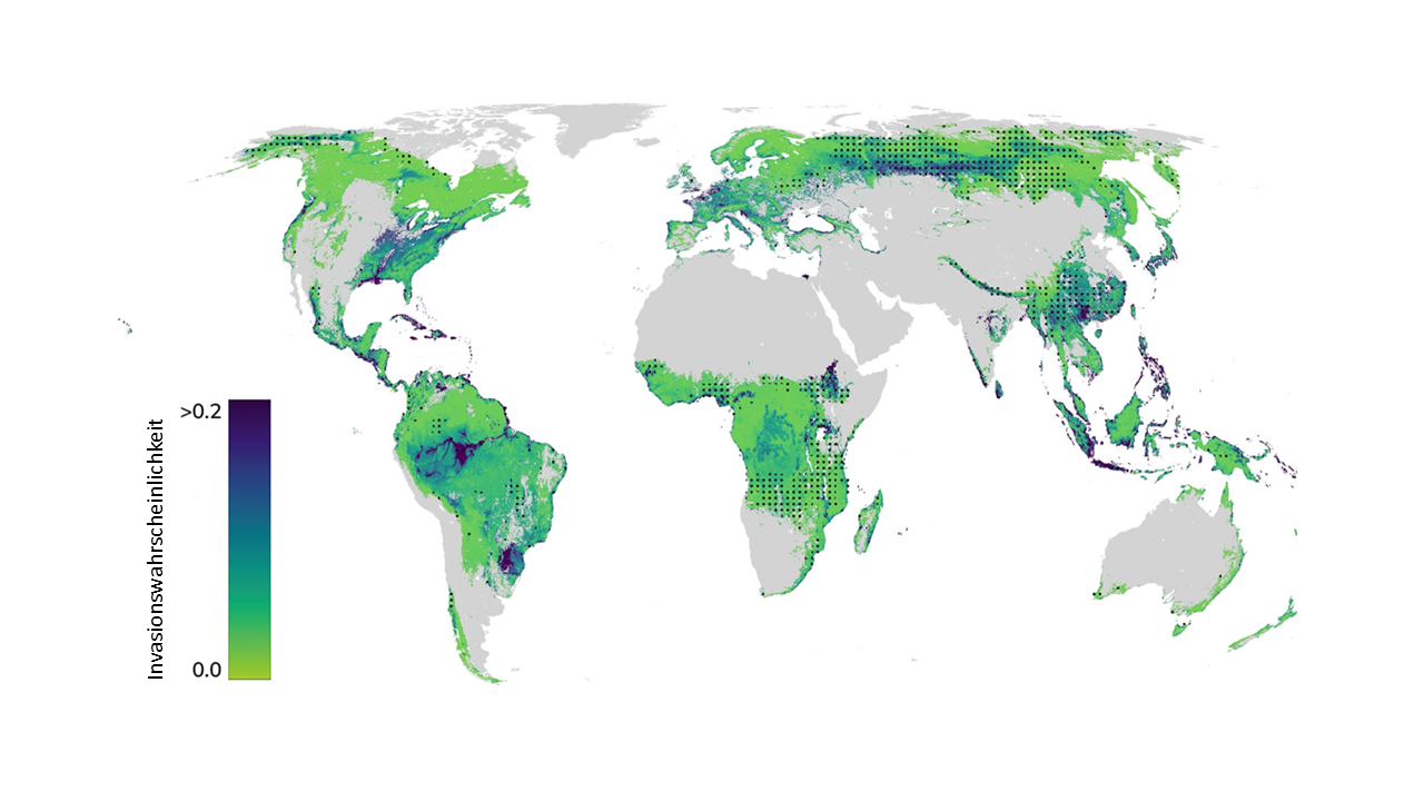 Vergrösserte Ansicht: Weltkarte, die die Wahrscheinlichkeit des Vorkommons nicht einheimischer Baumarten aufzeigt. 