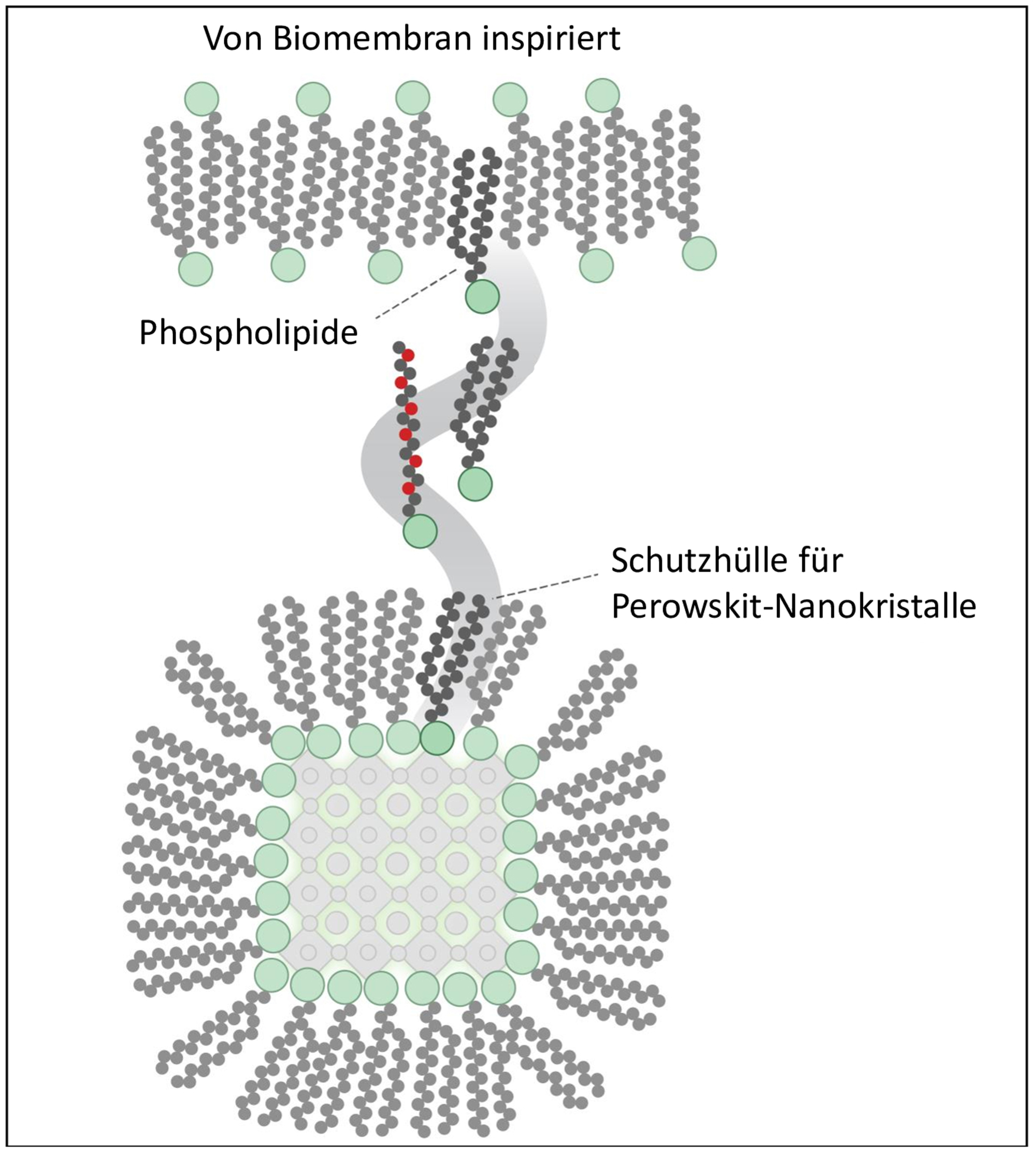Vergrösserte Ansicht: Darstellung wie die Phospholipide einen Schutzmantel um die den Nanokristall bilden.