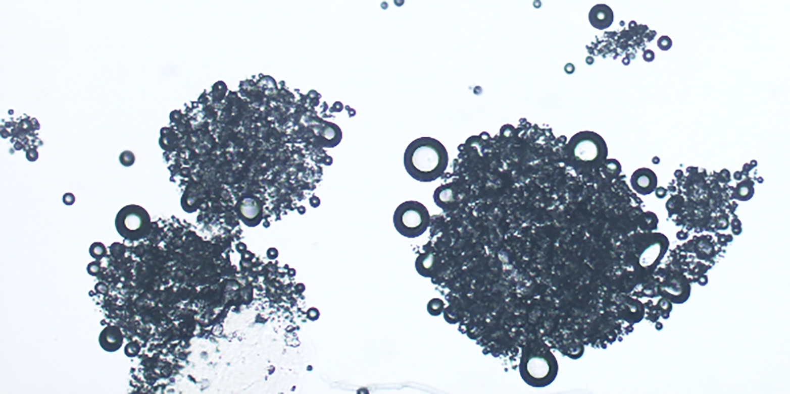 Microscopy picture of micro-foamed microPow aroma powders (source: microPow)