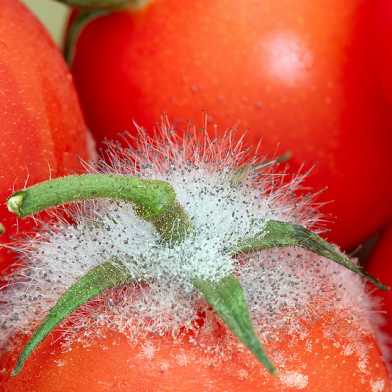 Tomatoes under fungal attack (Photo: Xavier Robin / flickr)