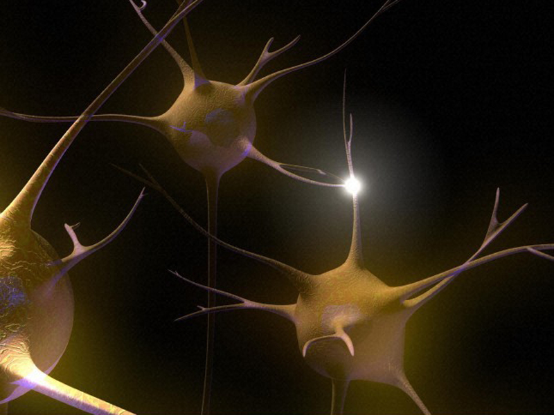Enlarged view: Neuronen