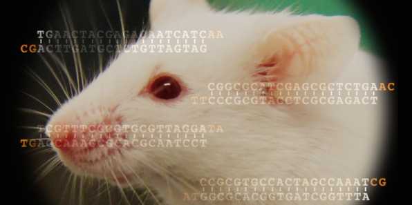 Enlarged view: Mouse with siRNAs