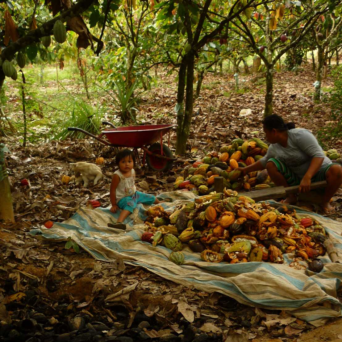 Enlarged view: cocoa farmers