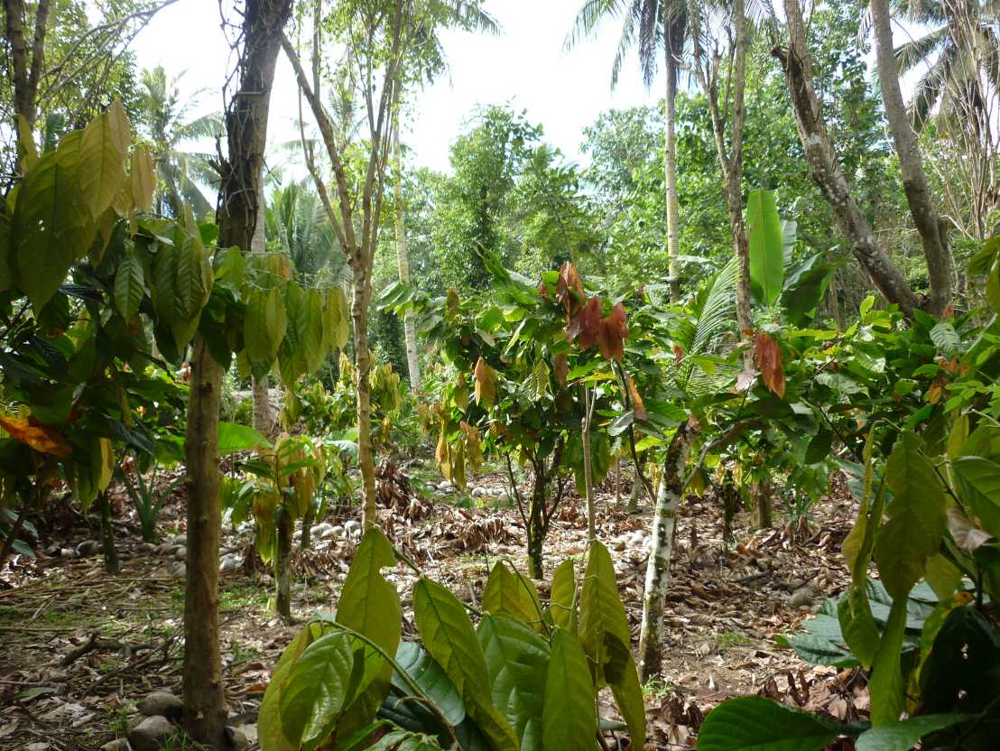 Enlarged view: cocoa plantation