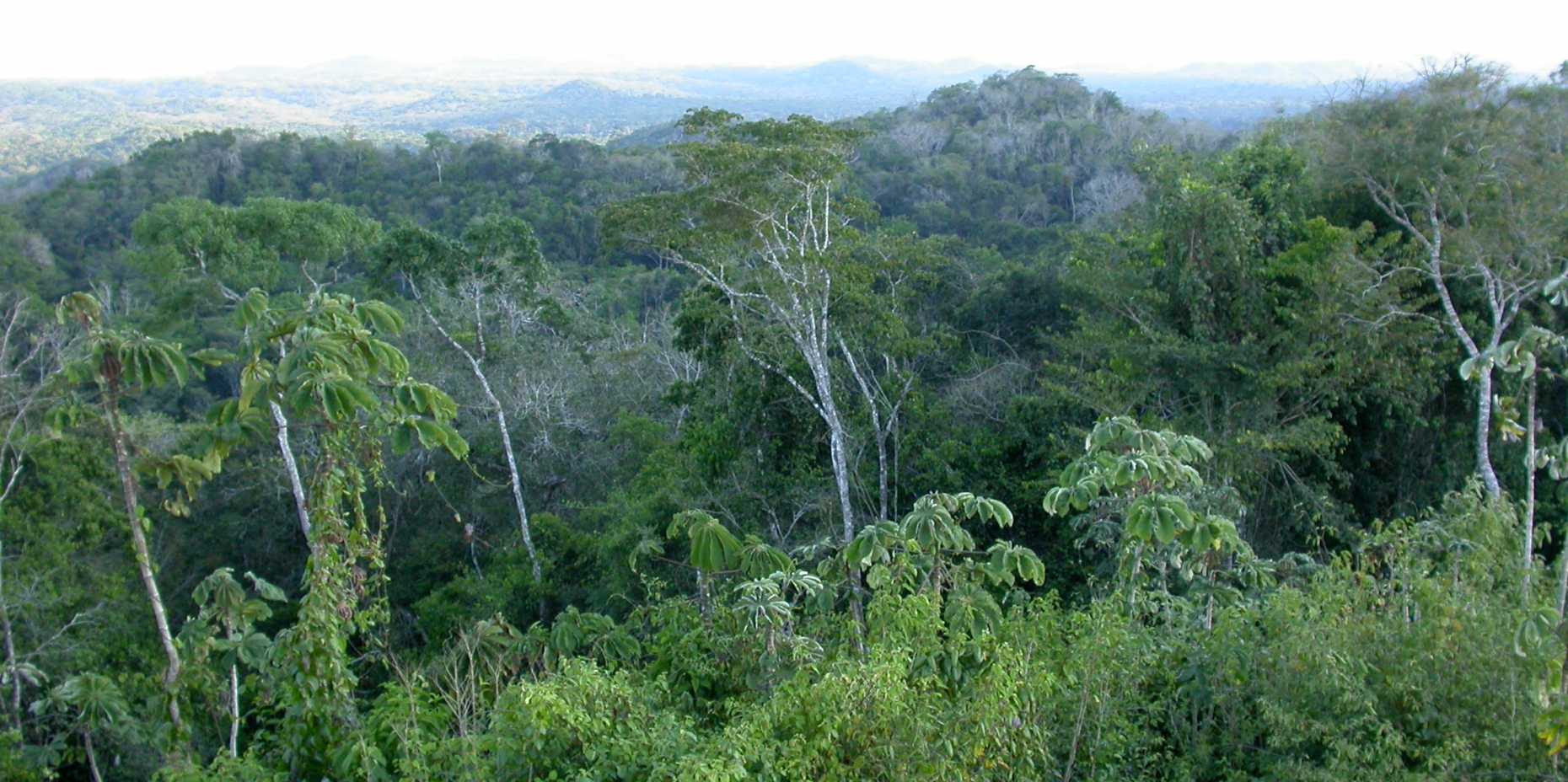 Enlarged view: rainforest in Belize
