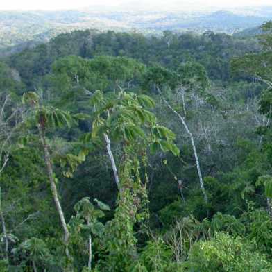 rainforest in Belize