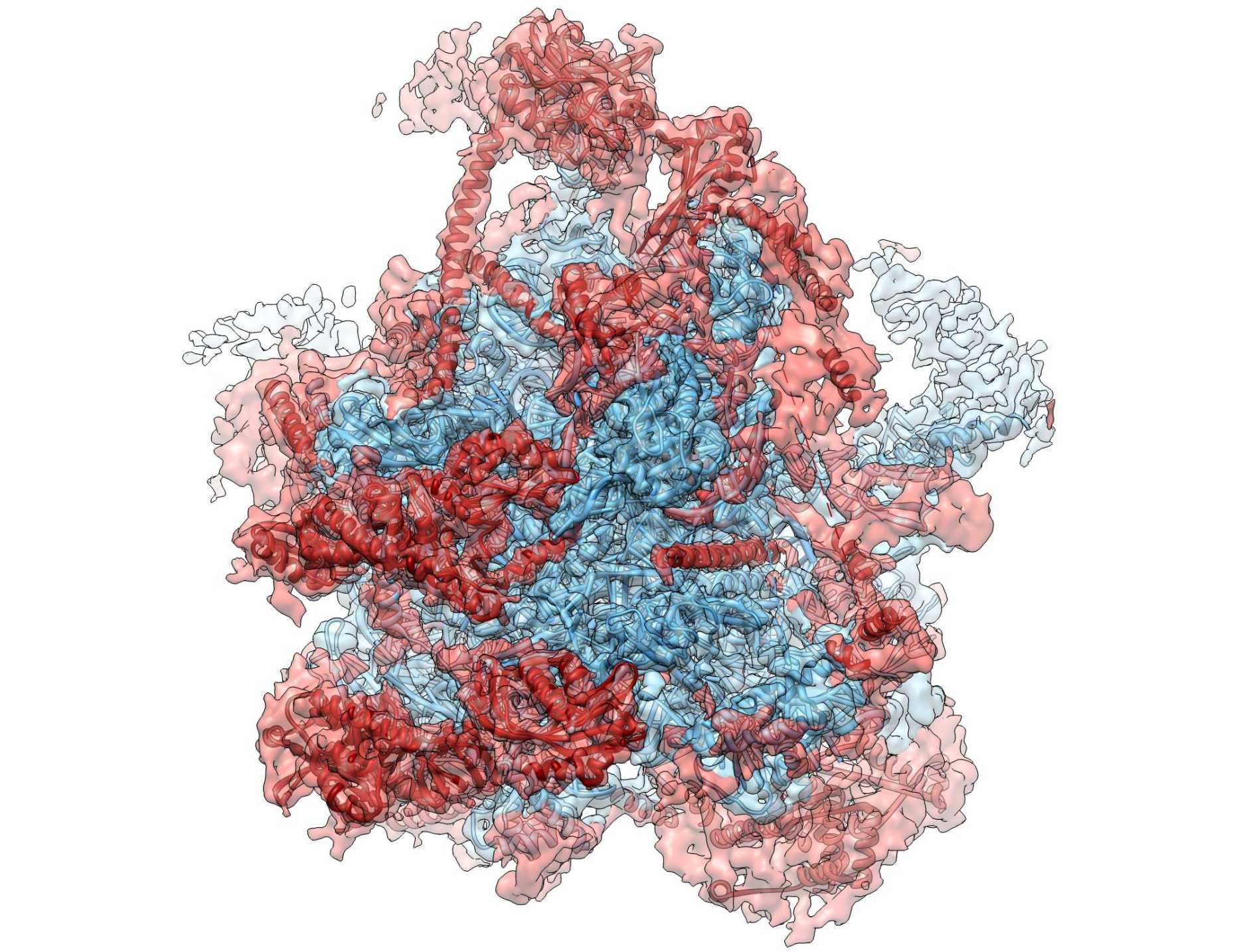 Enlarged view: ribosom