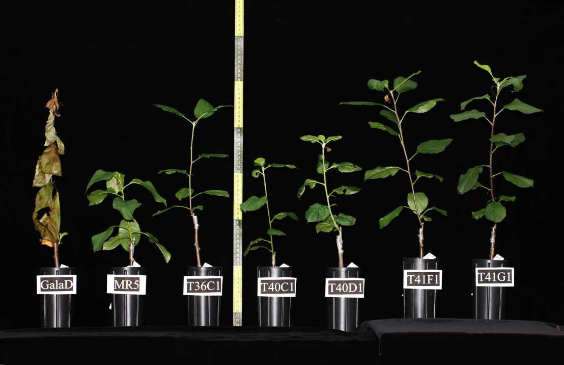 Enlarged view: An apple tree of the variety Gala (left) dies upon infection with fire-blight, while trees were a resistance gene had been added are able to ward the pathogen off. (Photo: Courtesy C. Gessler / ETH Zurich)