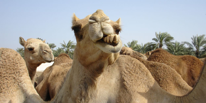 Enlarged view: Camels
