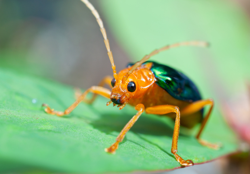 Enlarged view: bombardier beetle