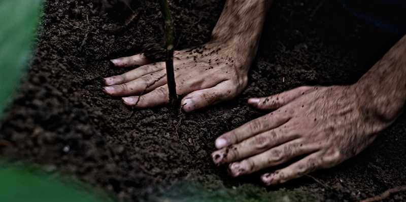 Enlarged view: Planting a tree
