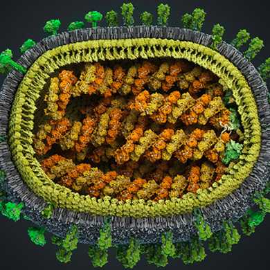 Influenza-Virus (Grafik: www.visualsciencecompany.com)
