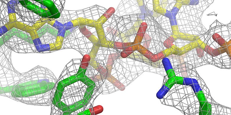 Enlarged view: Detail of the structure of the large subunit of the mitochondrial ribosome in mammals.