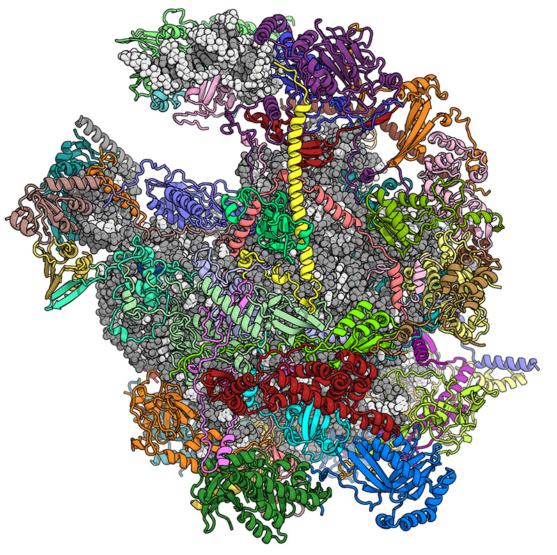 Enlarged view: Farbenfrohes Modell der grossen Untereinheit des Mitoribosoms. (Grafik: Gruppe Prof. N.Ban / ETH Zürich)