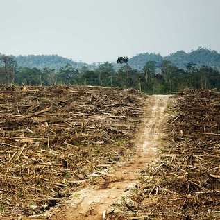 Conversion of primary rainforest for palm-oil production in West Kalimantan, Indonesia. 