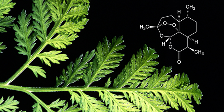 Enlarged view: Artemisia annua and structure of Artemisinin