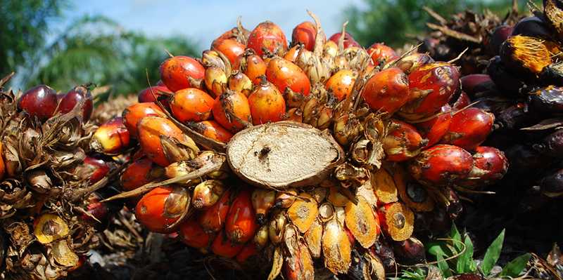 Enlarged view: oil palm with seeds