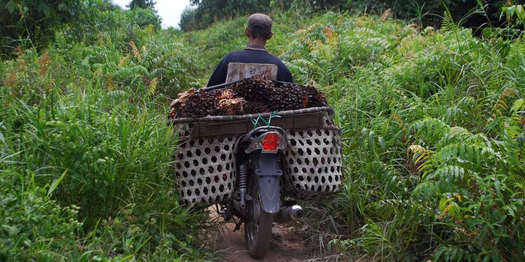 Enlarged view: farmer transporting oil palm seeds on a motorbike