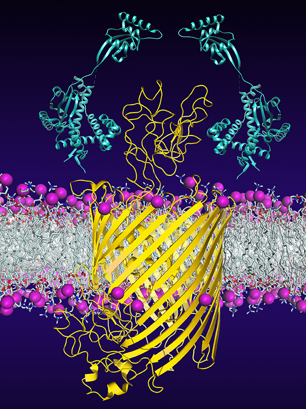 Enlarged view: Chaperones (light blue) promote the insertion and folding of the bacterial membrane protein FhuA (yellow).