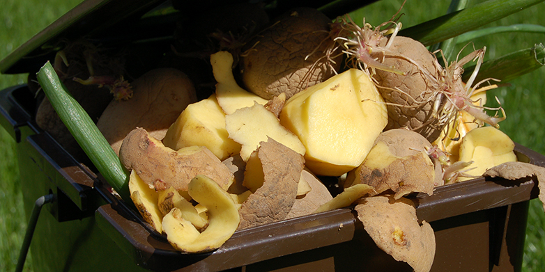Enlarged view: wasted potatoes (photo: C. Willersinn/Agroscope/ETH)