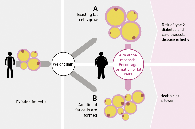 Info graphic: There are two scenarios for weight gain: either the additional fat is absorbed by existing fat cells, which causes them to grow in size (A), or it is distributed among newly formed fat cells (B).
