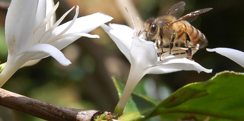 Enlarged view: A coffee flower being pollinated by a bee. 