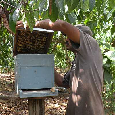Enlarged view: Coffee farmer checking a beehive